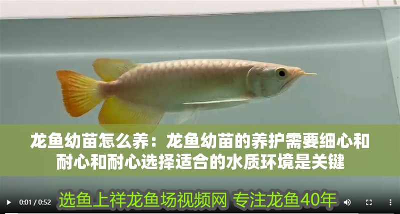 魚缸過濾器選購指南:自制魚缸過濾器魚缸上置過濾器對于養魚愛好者的必備知識 龍魚幼苗怎么養:龍魚幼苗的養護需要細心和耐心和耐心選擇適合的水質環境是關鍵 龍魚百科 龍魚幼苗怎么養:龍魚幼苗的養護需要細心和耐心和耐心選擇適合的水質環境是關鍵 龍魚幼苗怎么養:龍魚幼苗的養護需要細心和耐心和耐心選擇適合的水質環境是關鍵 龍魚百科