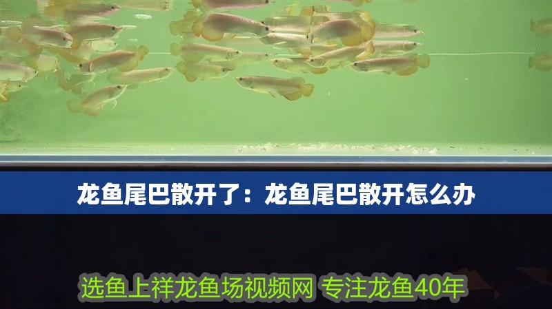龍魚尾巴散開了：龍魚尾巴散開怎么辦