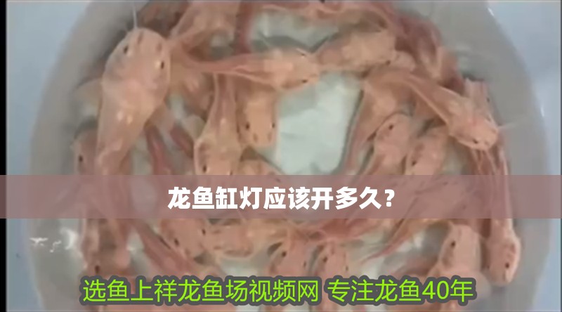 龍魚缸燈應該開多久？ 龍魚缸燈應該開多久？ 龍魚論壇