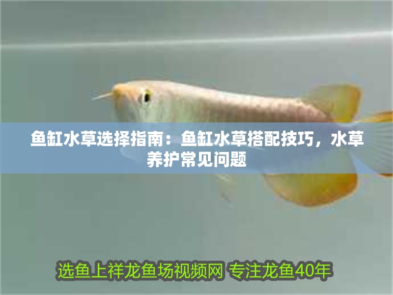 魚(yú)缸水草選擇指南：魚(yú)缸水草搭配技巧，水草養(yǎng)護(hù)常見(jiàn)問(wèn)題