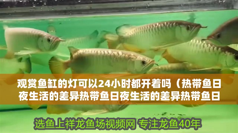 觀賞魚缸的燈可以24小時都開著嗎（熱帶魚日夜生活的差異熱帶魚日夜生活的差異熱帶魚日夜生活模式）