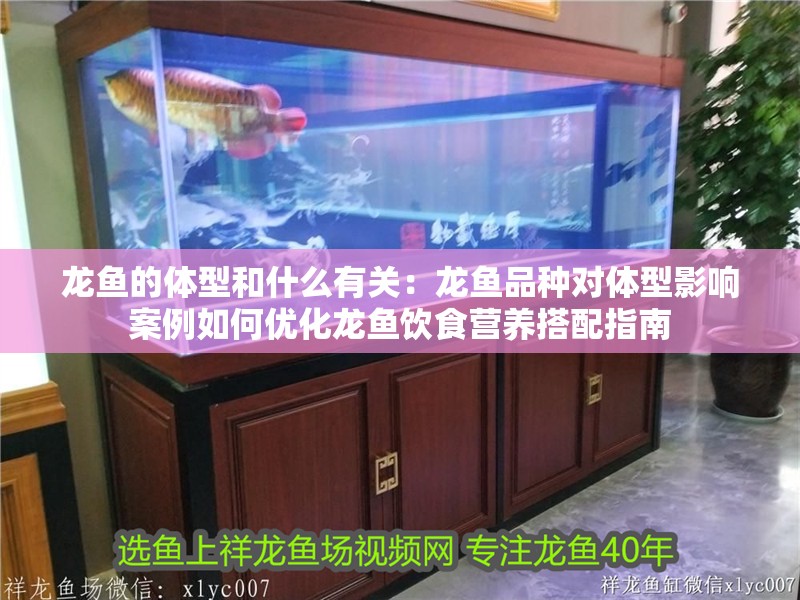 龍魚的體型和什么有關：龍魚品種對體型影響案例如何優化龍魚飲食營養搭配指南