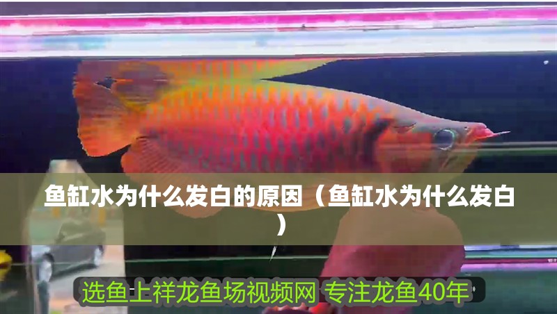魚缸水為什么發白的原因（魚缸水為什么發白） 魚缸水為什么發白的原因（魚缸水為什么發白） 魚缸百科