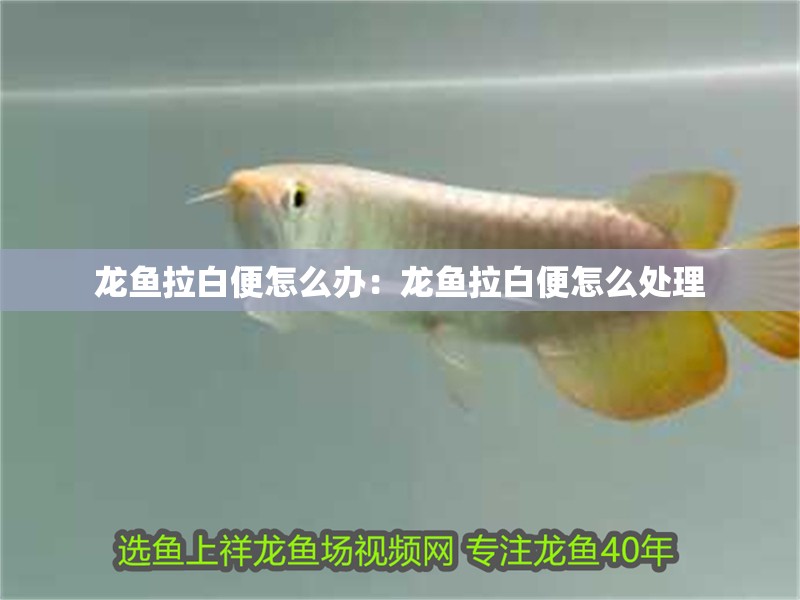 龍魚拉白便怎么辦：龍魚拉白便怎么處理
