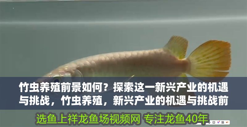 竹蟲養殖前景如何？探索這一新興產業的機遇與挑戰，竹蟲養殖，新興產業的機遇與挑戰前景分析