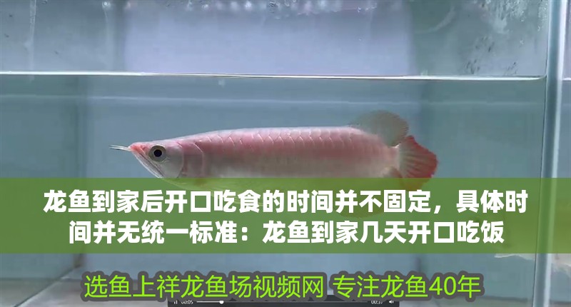 龍魚到家后開口吃食的時間并不固定，具體時間并無統一標準：龍魚到家幾天開口吃飯