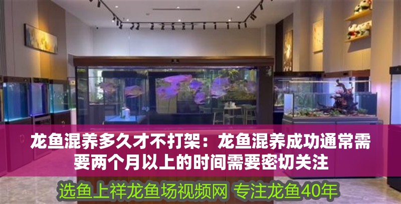 龍魚混養(yǎng)多久才不打架：龍魚混養(yǎng)成功通常需要兩個月以上的時間需要密切關注