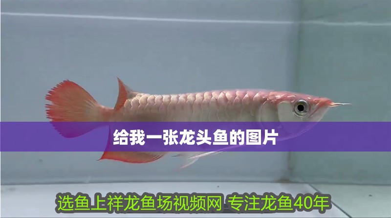 給我一張龍頭魚的圖片 給我一張龍頭魚的圖片 龍魚論壇