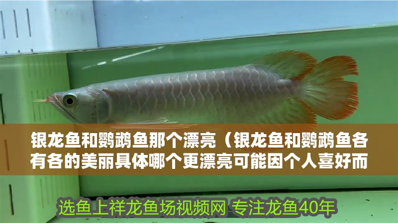 銀龍魚和鸚鵡魚那個漂亮（銀龍魚和鸚鵡魚各有各的美麗具體哪個更漂亮可能因個人喜好而異）