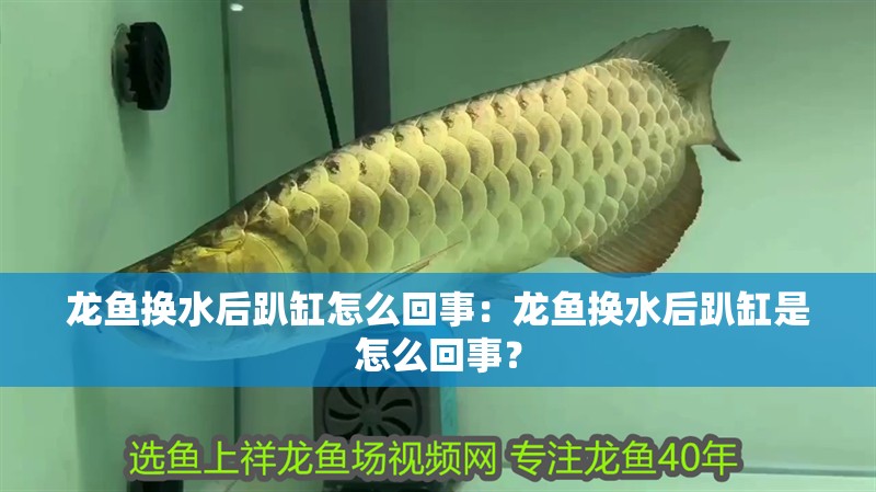 龍魚換水后趴缸怎么回事：龍魚換水后趴缸是怎么回事？ 龍魚換水后趴缸怎么回事：龍魚換水后趴缸是怎么回事？ 龍魚百科