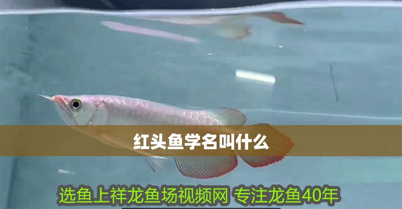 紅頭魚學名叫什么 紅頭魚學名叫什么 龍魚論壇