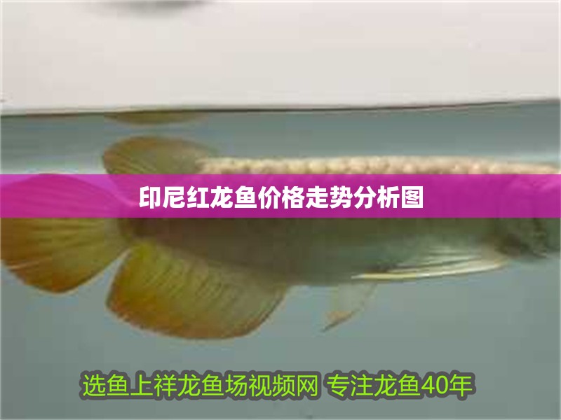 印尼紅龍魚價格走勢分析圖