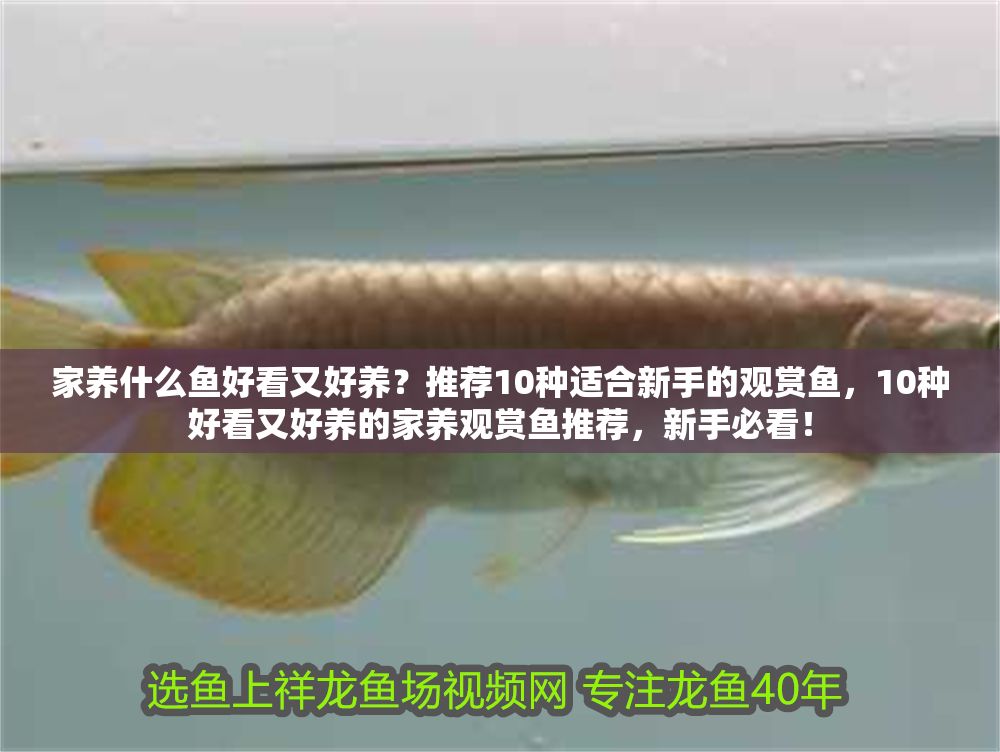 家養什么魚好看又好養？推薦10種適合新手的觀賞魚，10種好看又好養的家養觀賞魚推薦，新手必看！