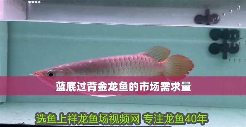 藍(lán)底過背金龍魚的市場(chǎng)需求量