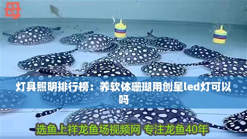 燈具照明排行榜：養軟體珊瑚用創星led燈可以嗎 燈具照明排行榜：養軟體珊瑚用創星led燈可以嗎 魚缸百科