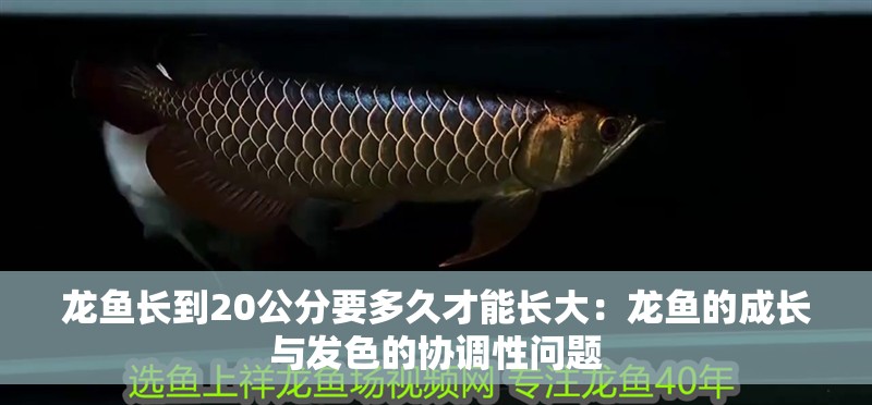 龍魚長到20公分要多久才能長大：龍魚的成長與發色的協調性問題