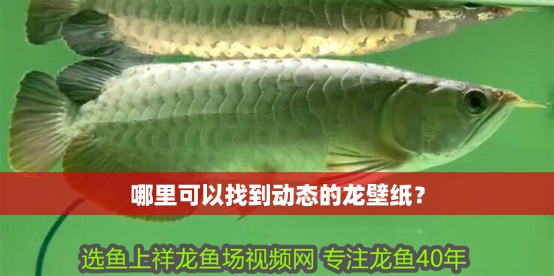 哪里可以找到動態的龍壁紙？