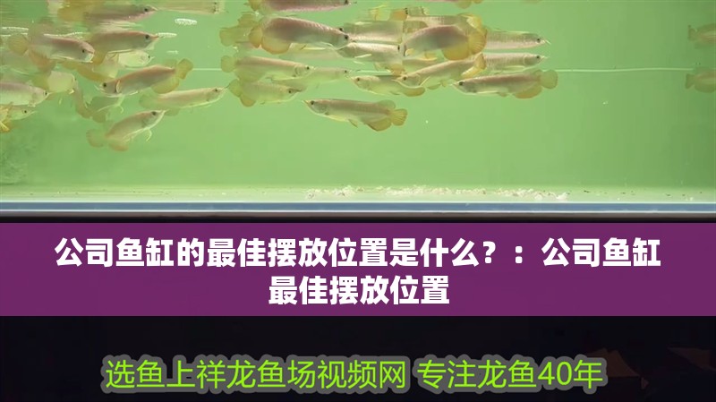 公司魚缸的最佳擺放位置是什么？：公司魚缸最佳擺放位置