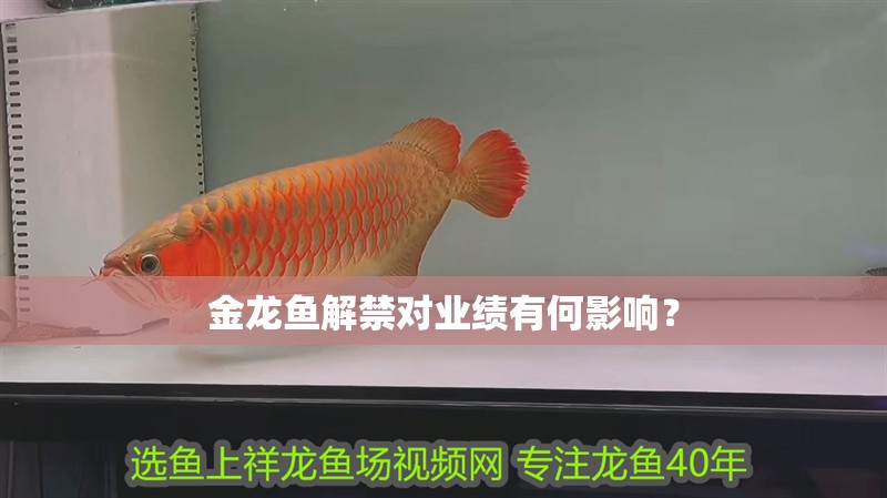 金龍魚解禁對業績有何影響？