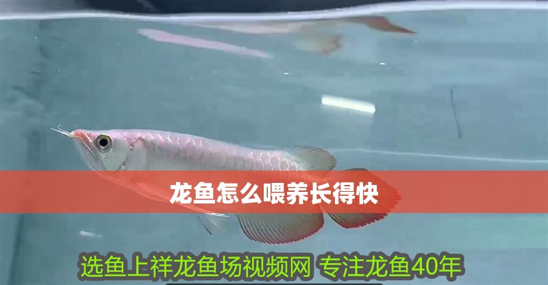 龍魚怎么喂養長得快