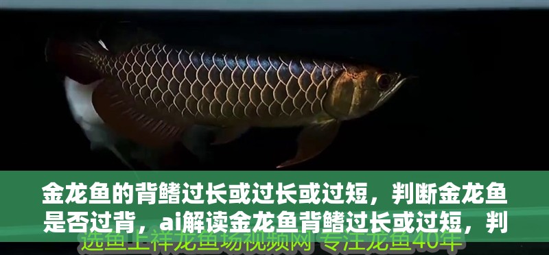 金龍魚的背鰭過長或過長或過短，判斷金龍魚是否過背，ai解讀金龍魚背鰭過長或過短，判斷金龍魚是否過背
