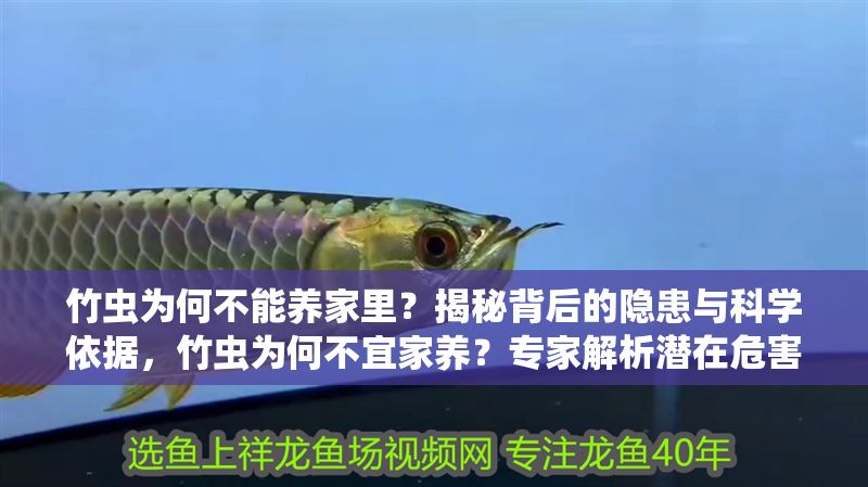 竹蟲為何不能養(yǎng)家里？揭秘背后的隱患與科學(xué)依據(jù)，竹蟲為何不宜家養(yǎng)？專家解析潛在危害與科學(xué)原因 竹蟲為何不能養(yǎng)家里？揭秘背后的隱患與科學(xué)依據(jù)，竹蟲為何不宜家養(yǎng)？專家解析潛在危害與科學(xué)原因 龍魚百科 第1張