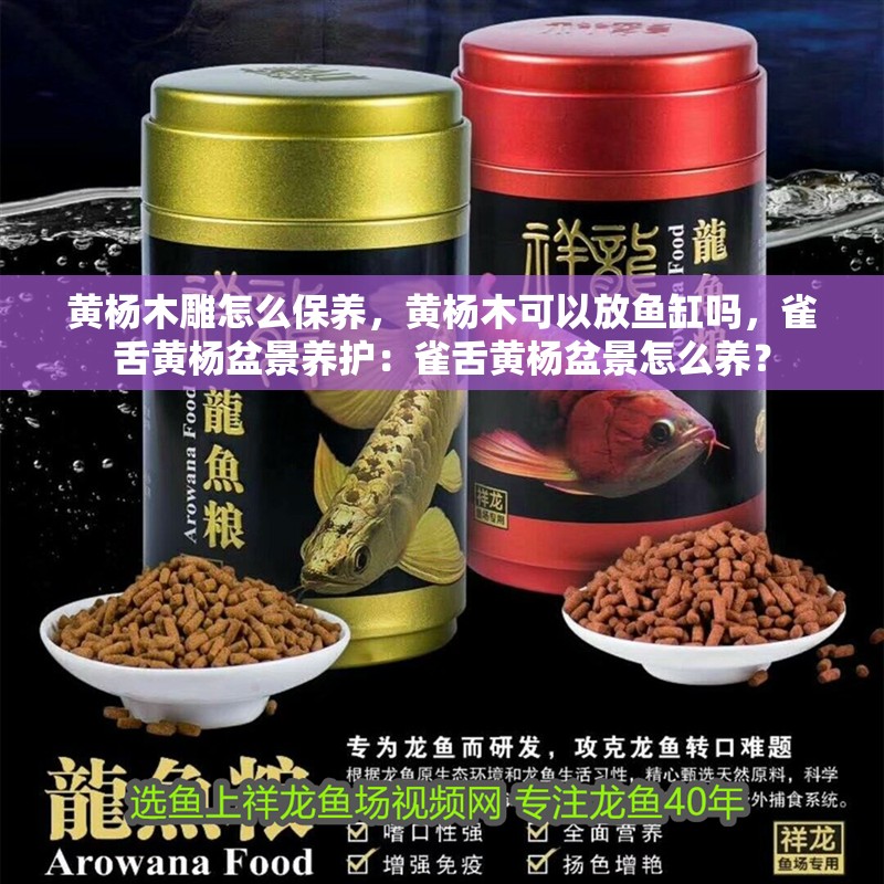 黃楊木雕怎么保養，黃楊木可以放魚缸嗎，雀舌黃楊盆景養護：雀舌黃楊盆景怎么養？