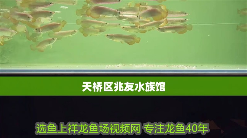 紅龍魚用黃燈烤有用嗎 天橋區(qū)兆友水族館 全國水族館企業(yè)名錄 天橋區(qū)兆友水族館 天橋區(qū)兆友水族館 全國水族館企業(yè)名錄