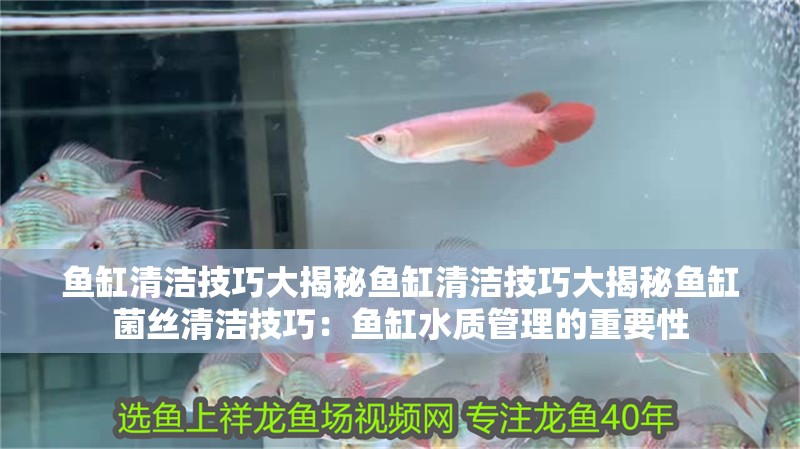 魚缸清潔技巧大揭秘魚缸清潔技巧大揭秘魚缸菌絲清潔技巧：魚缸水質管理的重要性