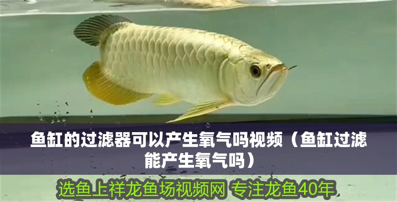 魚缸的過濾器可以產生氧氣嗎視頻（魚缸過濾能產生氧氣嗎）
