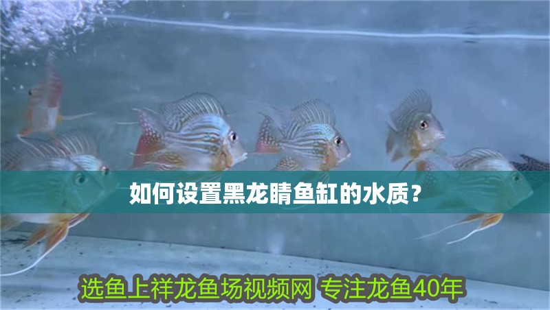 如何設(shè)置黑龍睛魚缸的水質(zhì)？