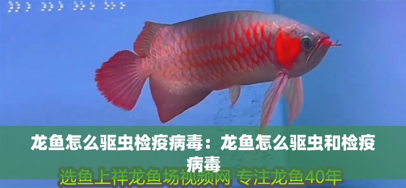 龍魚怎么驅蟲檢疫病毒：龍魚怎么驅蟲和檢疫病毒