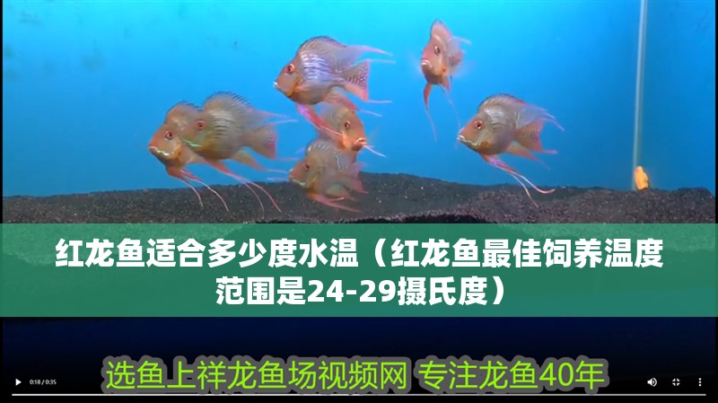紅龍魚適合多少度水溫（紅龍魚最佳飼養溫度范圍是24-29攝氏度）