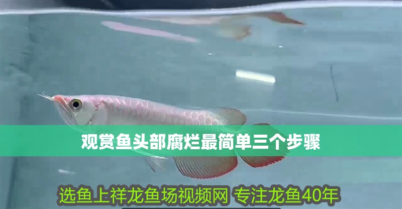 觀賞魚頭部腐爛最簡單三個步驟 觀賞魚頭部腐爛最簡單三個步驟 龍魚論壇