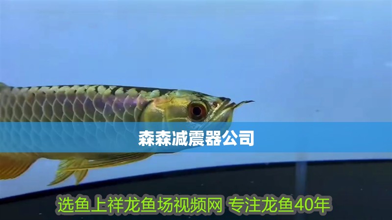 森森減震器公司 森森減震器公司 龍魚論壇