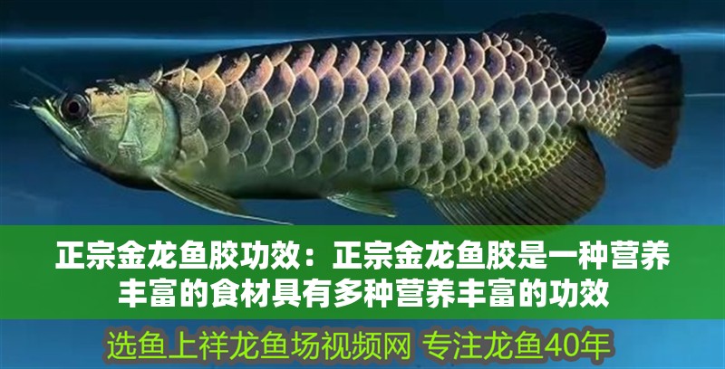 正宗金龍魚膠功效：正宗金龍魚膠是一種營養豐富的食材具有多種營養豐富的功效