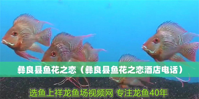 彝良縣魚花之戀（彝良縣魚花之戀酒店電話） 彝良縣魚花之戀（彝良縣魚花之戀酒店電話） 全國水族館企業名錄