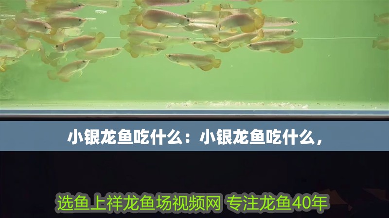 小銀龍魚吃什么：小銀龍魚吃什么，