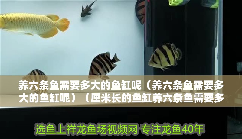 魚缸過濾器選購指南:自制魚缸過濾器魚缸上置過濾器對于養魚愛好者的必備知識 養六條魚需要多大的魚缸呢(養六條魚需要多大的魚缸呢)(厘米長的魚缸養六條魚需要多大的魚缸) 魚缸百科 養六條魚需要多大的魚缸呢(養六條魚需要多大的魚缸呢)(厘米長的魚缸養六條魚需要多大的魚缸) 養六條魚需要多大的魚缸呢(養六條魚需要多大的魚缸呢)(厘米長的魚缸養六條魚需要多大的魚缸) 魚缸百科