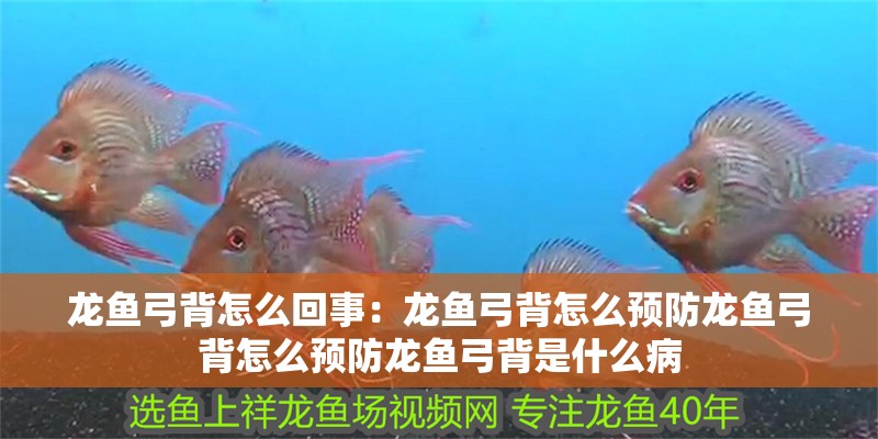 龍魚弓背怎么回事：龍魚弓背怎么預防龍魚弓背怎么預防龍魚弓背是什么病
