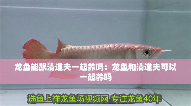 龍魚能跟清道夫一起養(yǎng)嗎：龍魚和清道夫可以一起養(yǎng)嗎