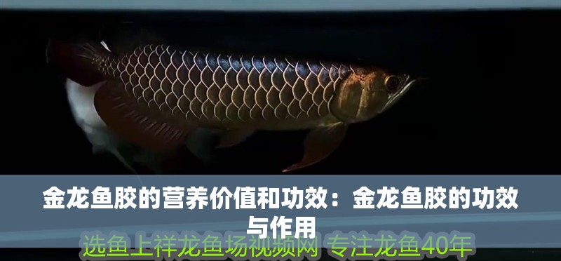 金龍魚膠的營養價值和功效：金龍魚膠的功效與作用
