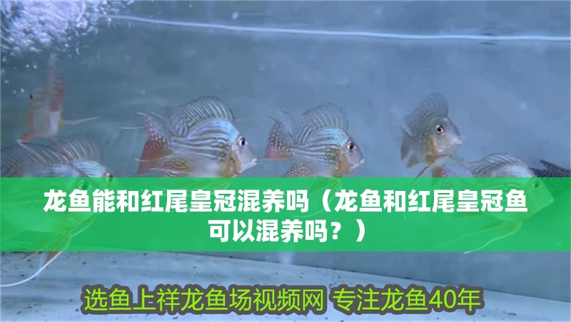 龍魚能和紅尾皇冠混養(yǎng)嗎（龍魚和紅尾皇冠魚可以混養(yǎng)嗎？）