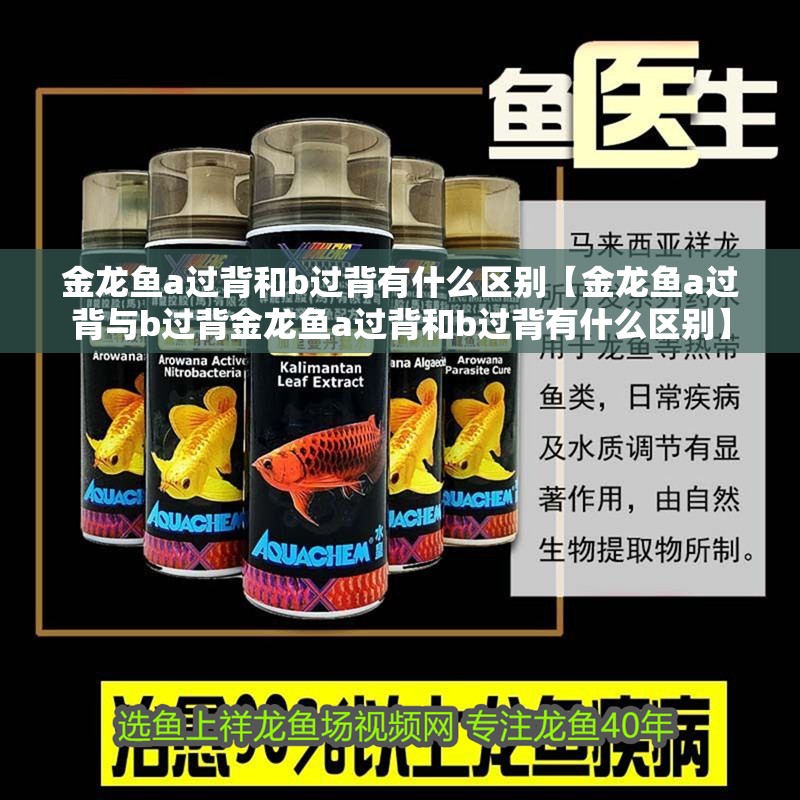 金龍魚a過背和b過背有什么區別【金龍魚a過背與b過背金龍魚a過背和b過背有什么區別】
