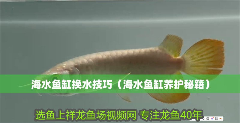 海水魚缸換水技巧（海水魚缸養(yǎng)護秘籍）