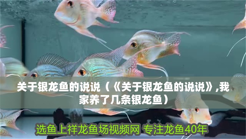 關于銀龍魚的說說（《關于銀龍魚的說說》,我家養了幾條銀龍魚）