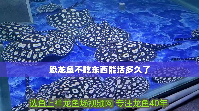 恐龍魚不吃東西能活多久了