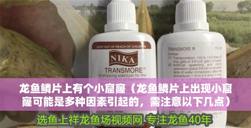 龍魚鱗片上有個小窟窿（龍魚鱗片上出現(xiàn)小窟窿可能是多種因素引起的，需注意以下幾點） 龍魚鱗片上有個小窟窿（龍魚鱗片上出現(xiàn)小窟窿可能是多種因素引起的，需注意以下幾點） 龍魚百科