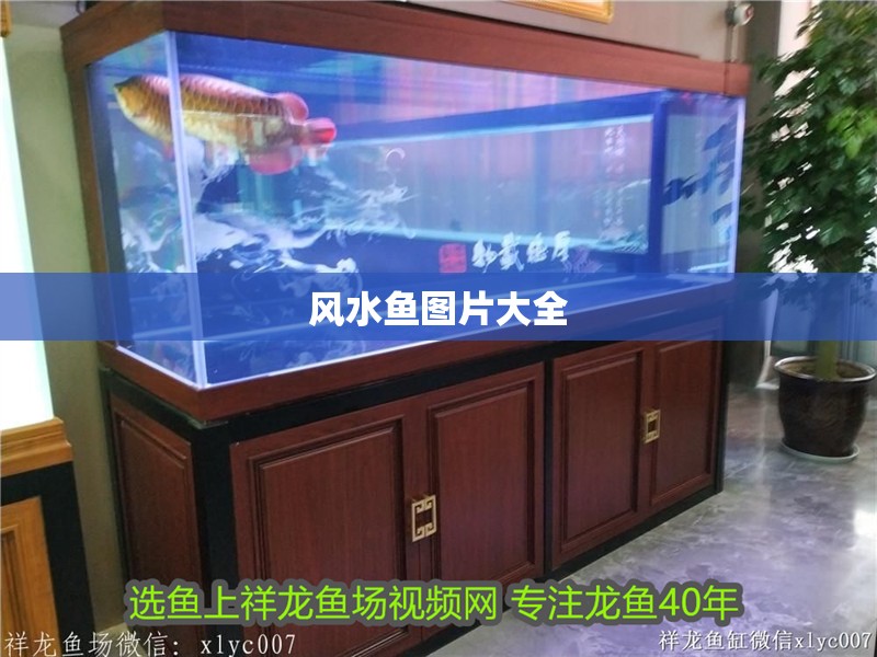 風水魚圖片大全