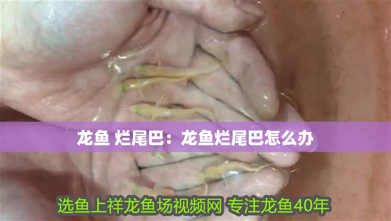 龍魚 爛尾巴：龍魚爛尾巴怎么辦